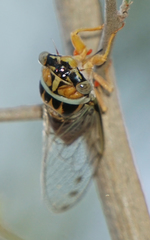 Diceroprocta delicata