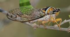 Diceroprocta delicata