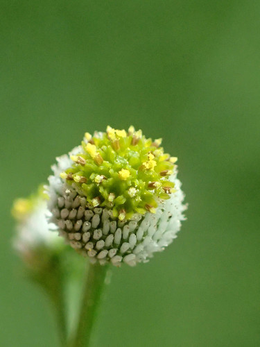 Auriculate Dichrocephala
