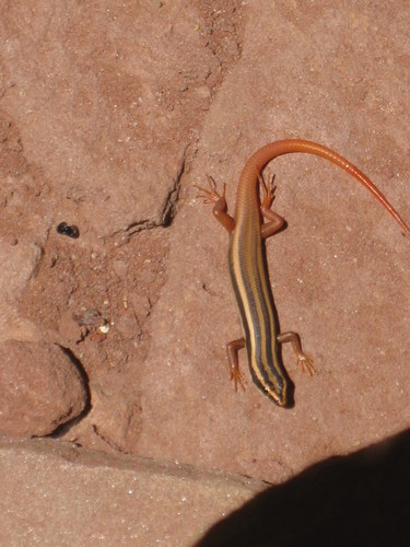 Lined Firetail Skink, Morethia ruficauda