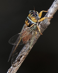 Diceroprocta delicata