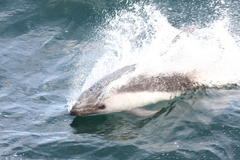 Sagmatias australis