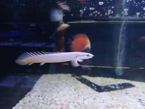 Senegal Bichir