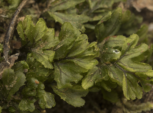 Image of Hymenophyllum falklandicum by (c) Pablo Silva, some rights reserved (CC BY)
