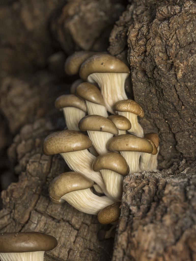 Pleurotus ostreatus · March 2025 · photo: © sur_endemico (iNaturalist, cc-by-nc)