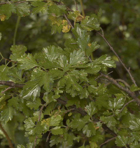 Ribes cucullatum, photograph 5