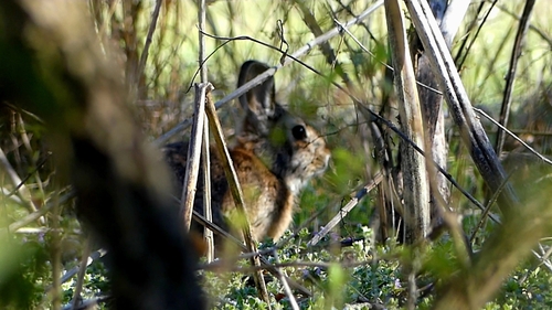 Eastern Cottontail photographed in Arkansas