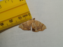 Eulithis diversilineata