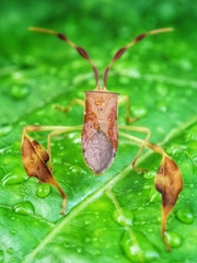 Chondrocera laticornis