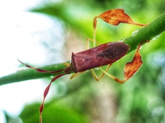 Chondrocera laticornis
