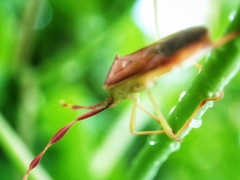 Chondrocera laticornis