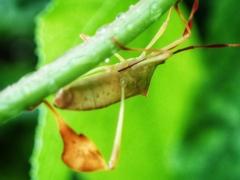 Chondrocera laticornis