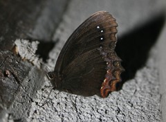 Gyrocheilus patrobas