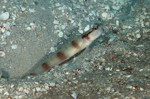 Bareheaded shrimpgoby (Amblyeleotris gymnocephala) — Gobiidae — 5