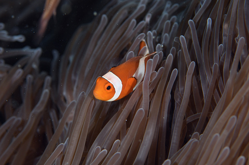 Amphiprion ocellaris