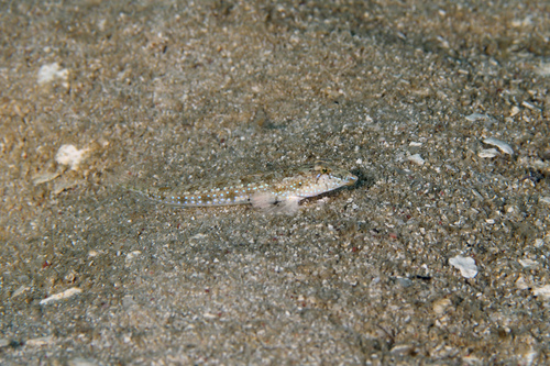 Bluespotted dragonet (Callionymus pleurostictus) — Callionymidae — 3