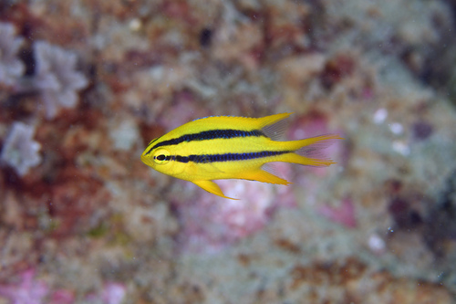 Neoglyphidodon nigroris