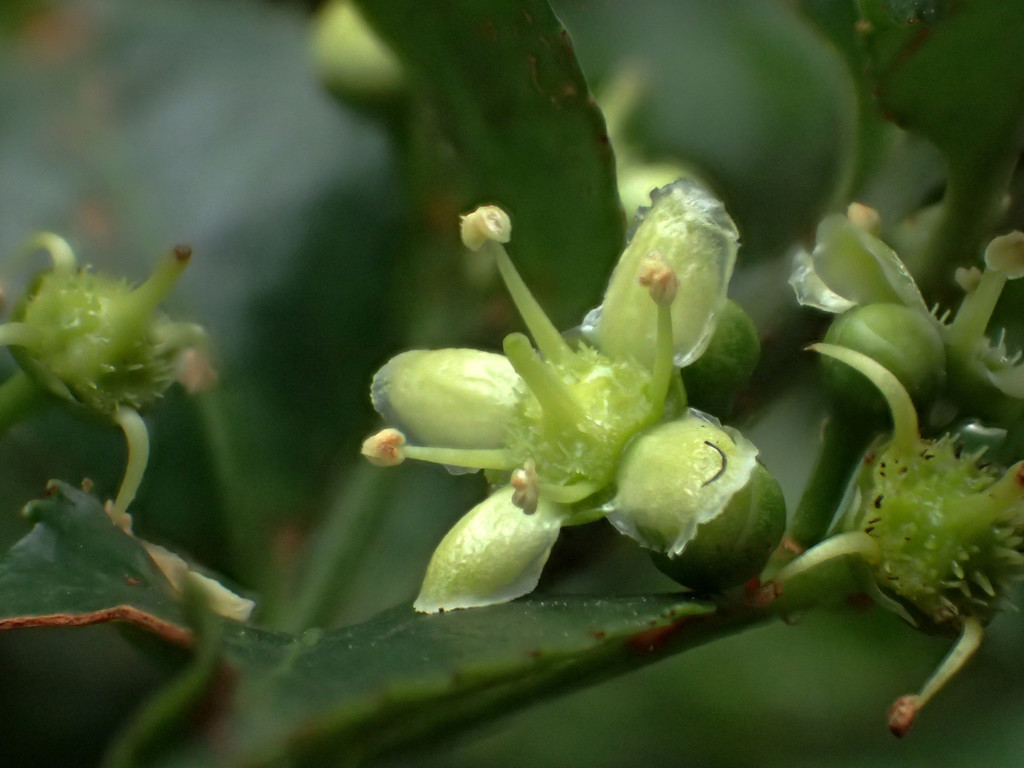 Euonymus spraguei