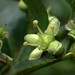 Euonymus spraguei - Photo no hay derechos reservados, subido por 葉子