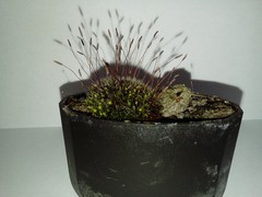 Tortula muralis