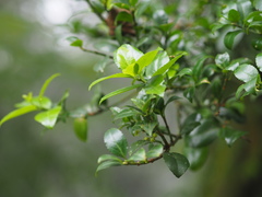 Euonymus spraguei