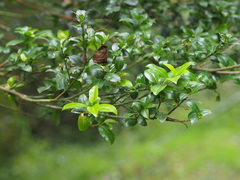 Euonymus spraguei