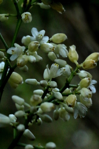Image of Staphylea arguta by no rights reserved