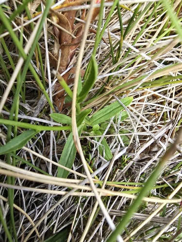 Image of Wahlenbergia ceracea by (c) Josh, some rights reserved (CC BY)
