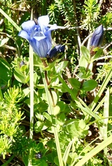 Gentiana calycosa