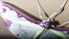 Cadarena pudoraria