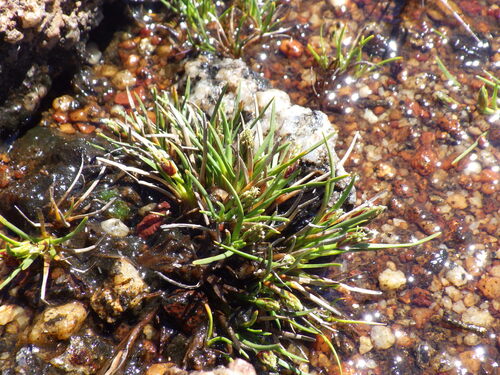 Isolepis crassiuscula iNat (1)