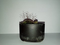 Tortula muralis