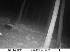 Mephitis mephitis estor