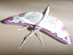 Cadarena pudoraria