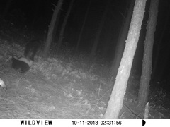 Mephitis mephitis estor