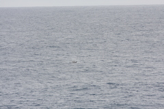 Hyperoodon planifrons