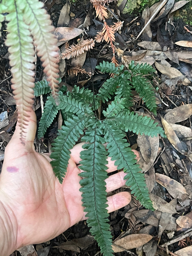 Rough maidenhair (Adiantum hispidulum)