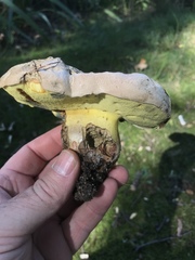 Butyriboletus