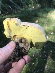 Butyriboletus