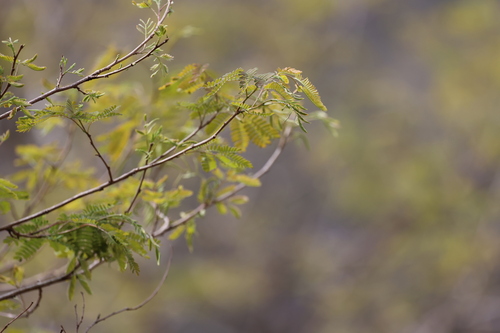 Parapiptadenia excelsa, photograph 5