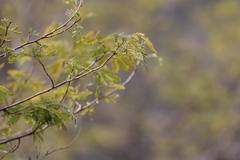 Parapiptadenia excelsa, photograph Andrea Gantzer, CC BY, iNaturalist via GBIF