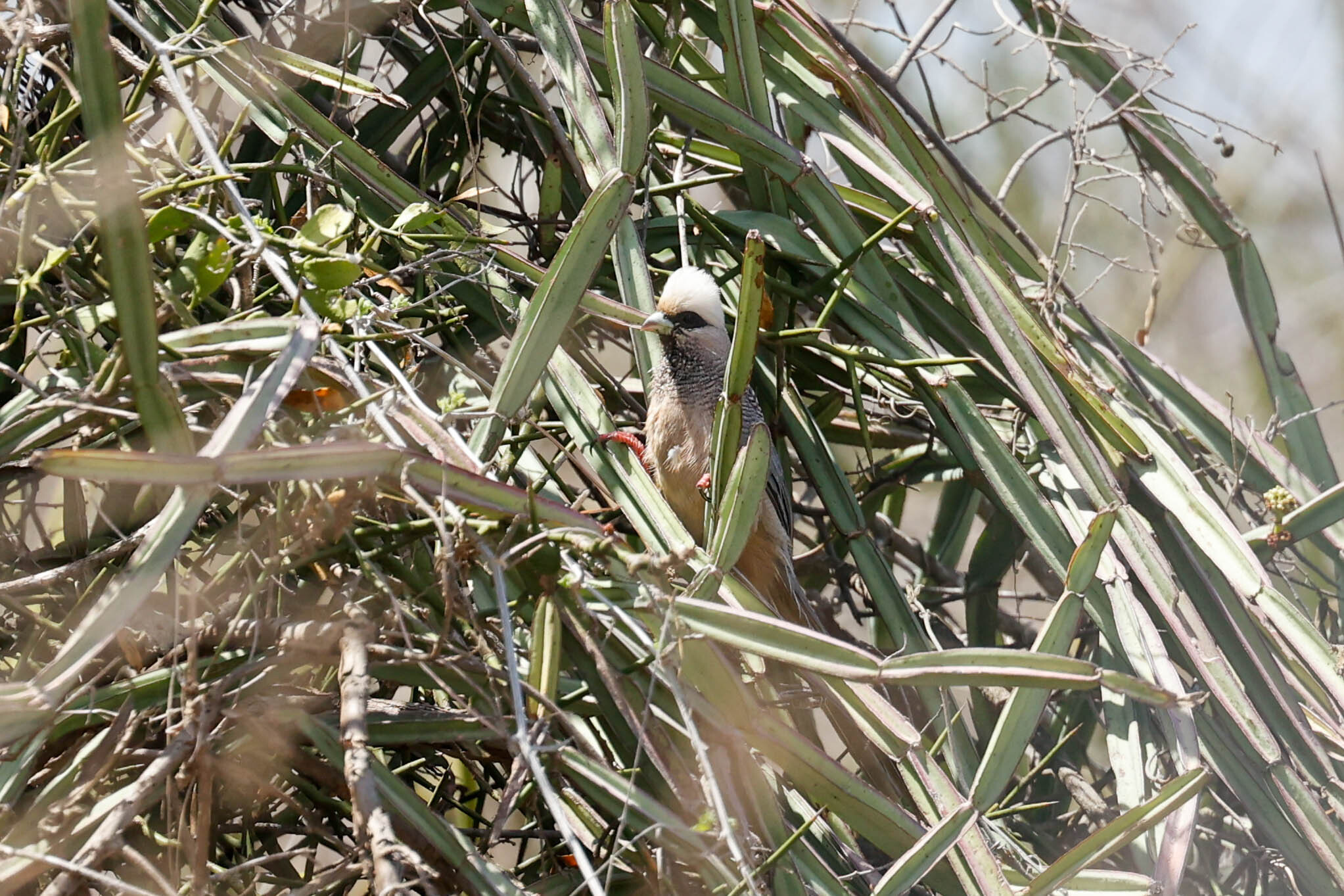 White-headed Mousebird (Colius leucocephalus), photo 3