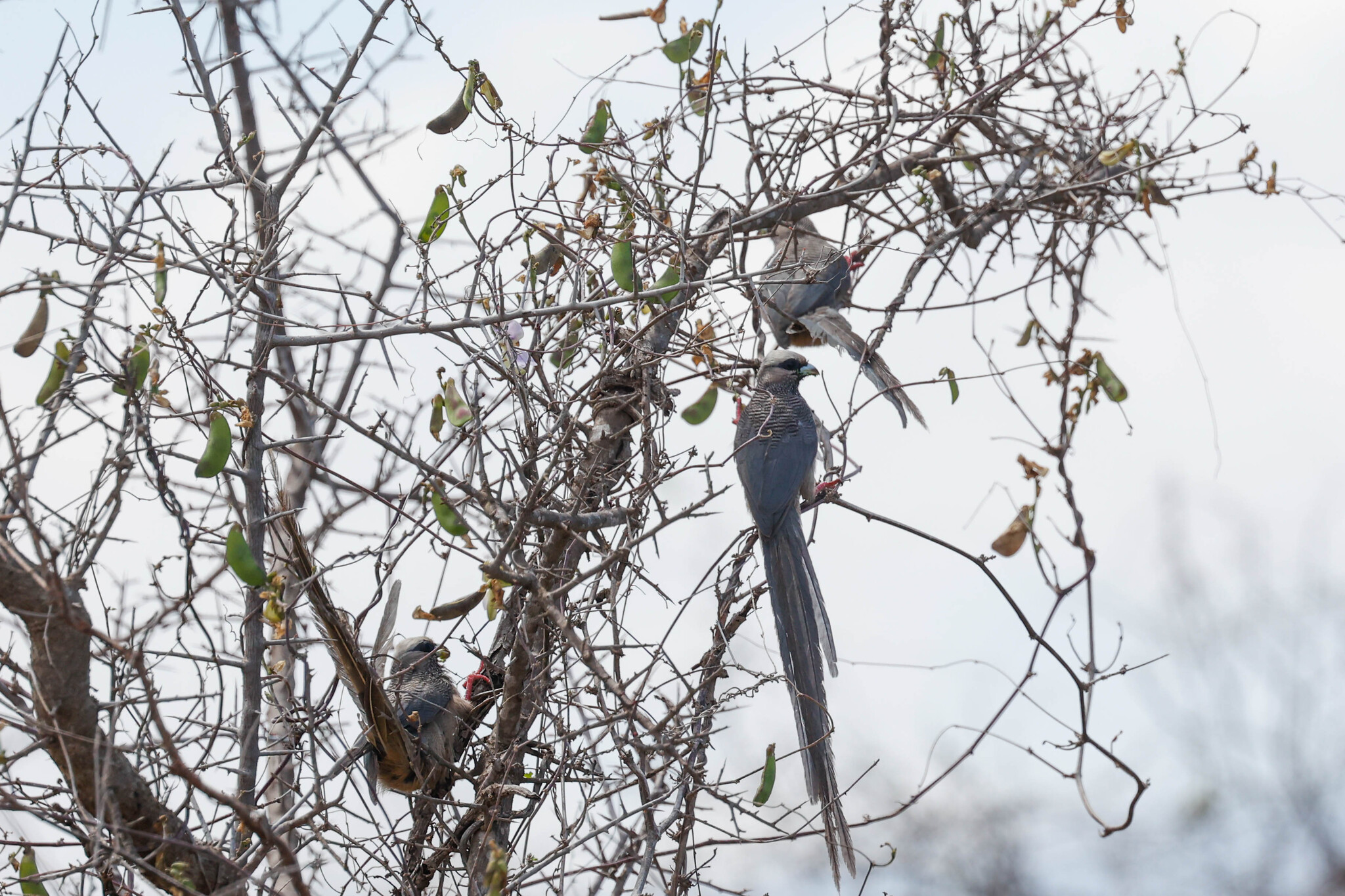 White-headed Mousebird (Colius leucocephalus), photo 4