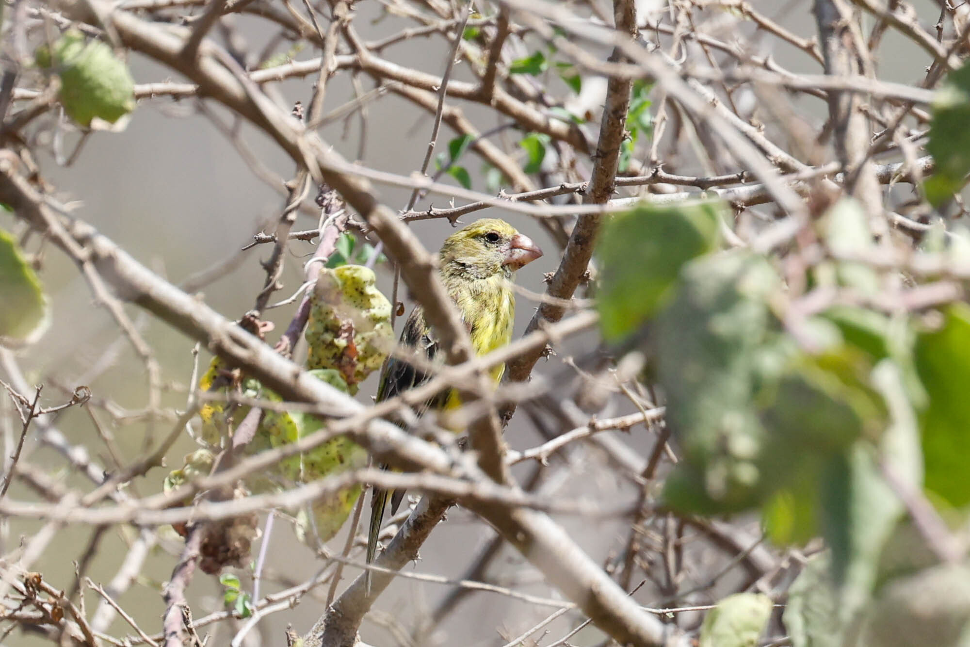 Southern Grosbeak-Canary illustration