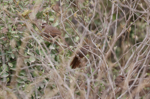Scaly Chatterer (Argya aylmeri), photo 6