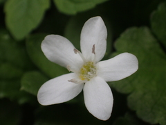 Ellisiophyllum pinnatum