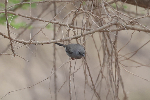 Grey Wren-Warbler (Calamonastes simplex), photo 5