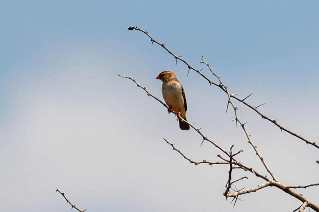Straw-tailed Whydah (Vidua fischeri), photo 4