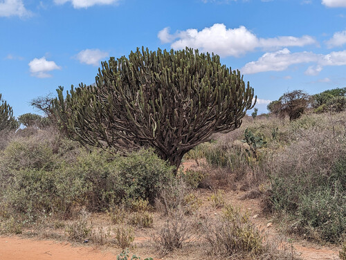 Euphorbia ingens