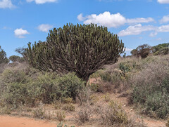 Euphorbia ingens